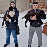 volonterstvo